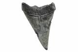 Fossil Broad-Toothed Mako Tooth - South Carolina #214639-1